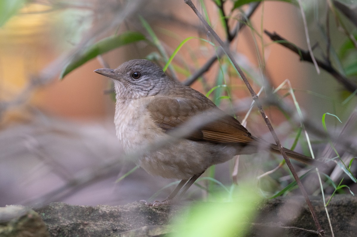 Pale-breasted Thrush - ML460810821