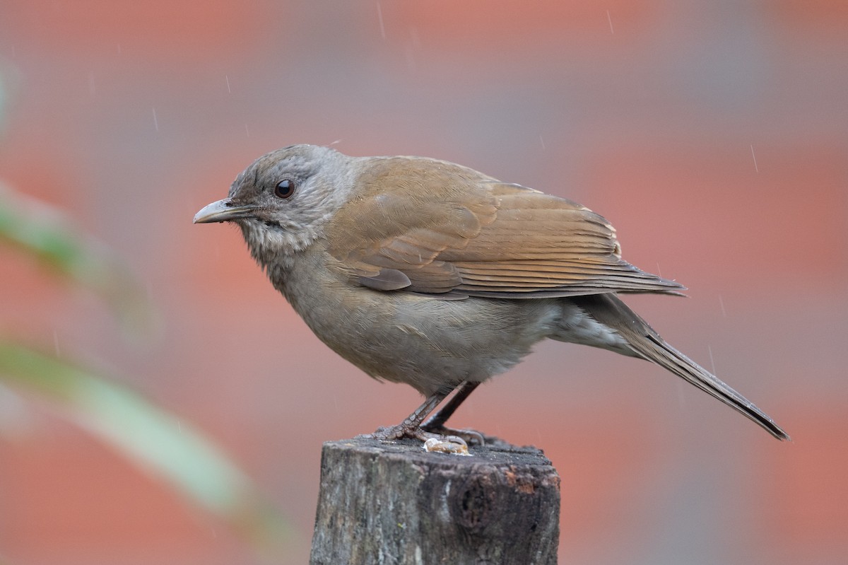 Pale-breasted Thrush - ML460810841