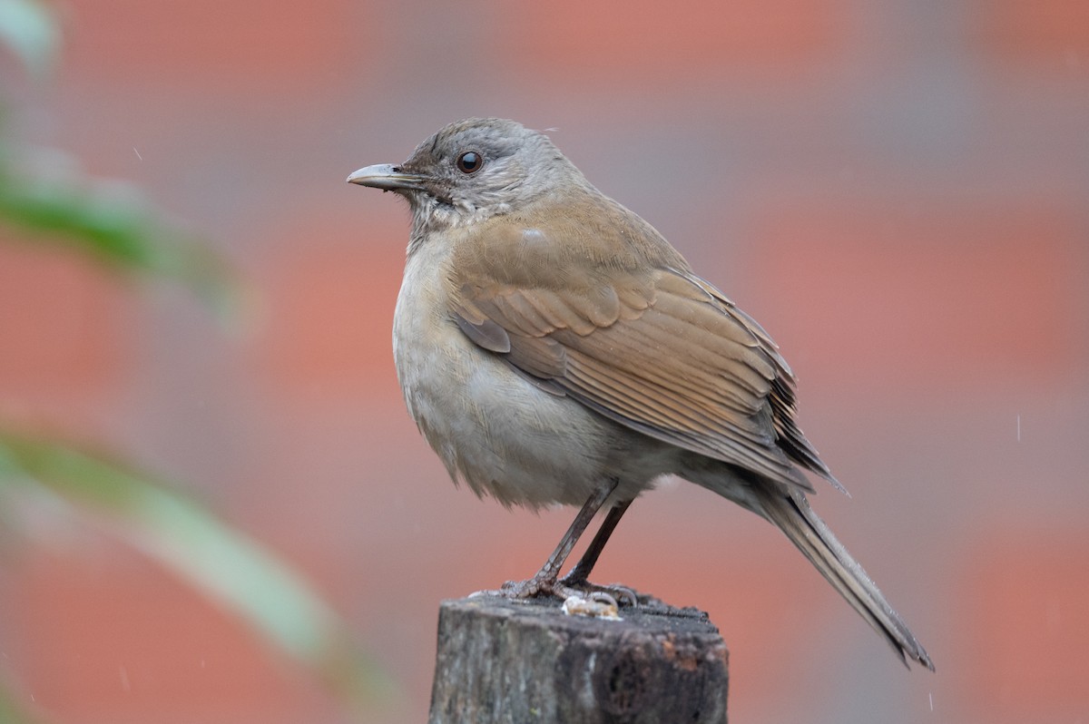 Pale-breasted Thrush - ML460810851