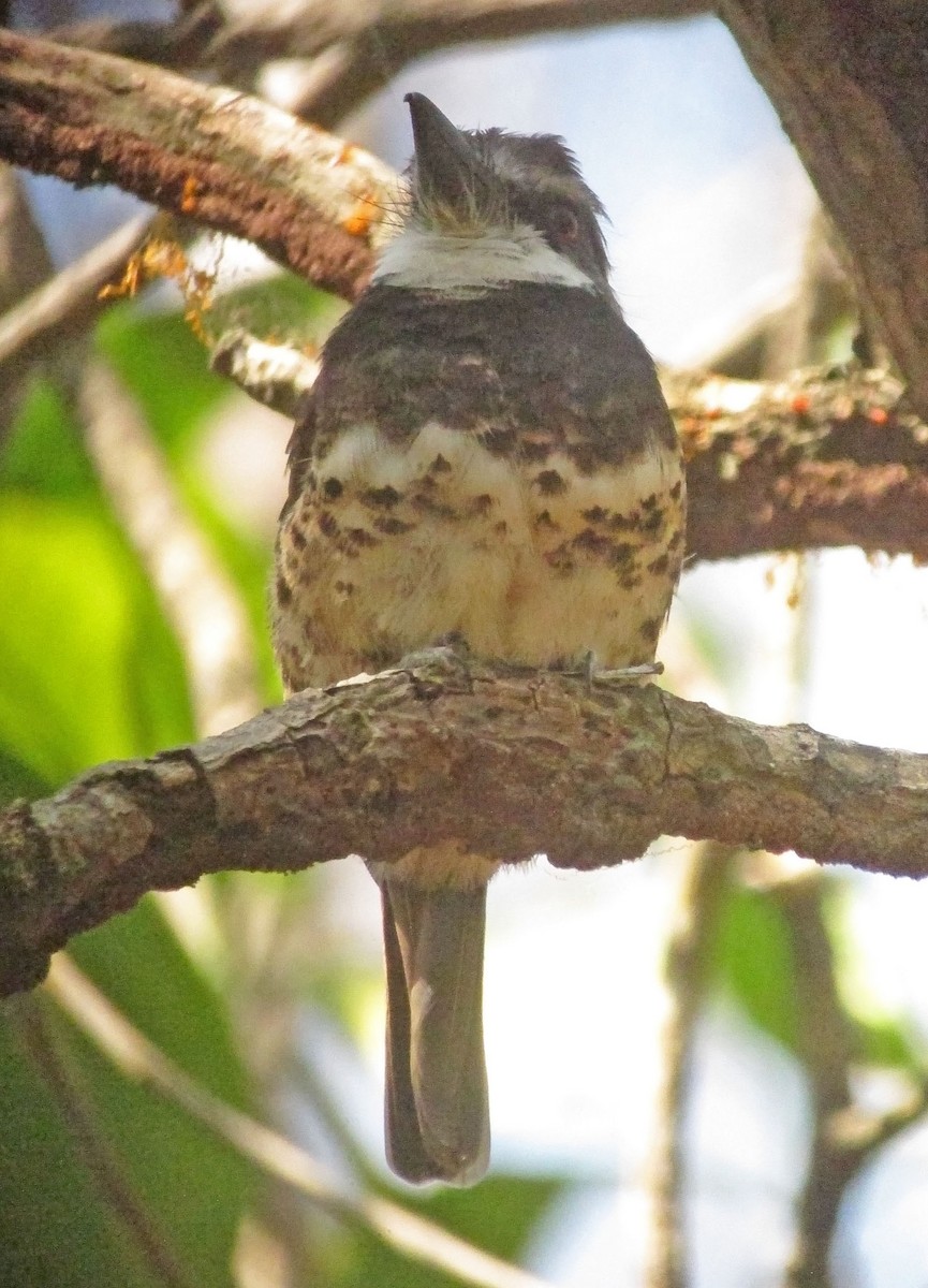 Sooty-capped Puffbird - ML460812711
