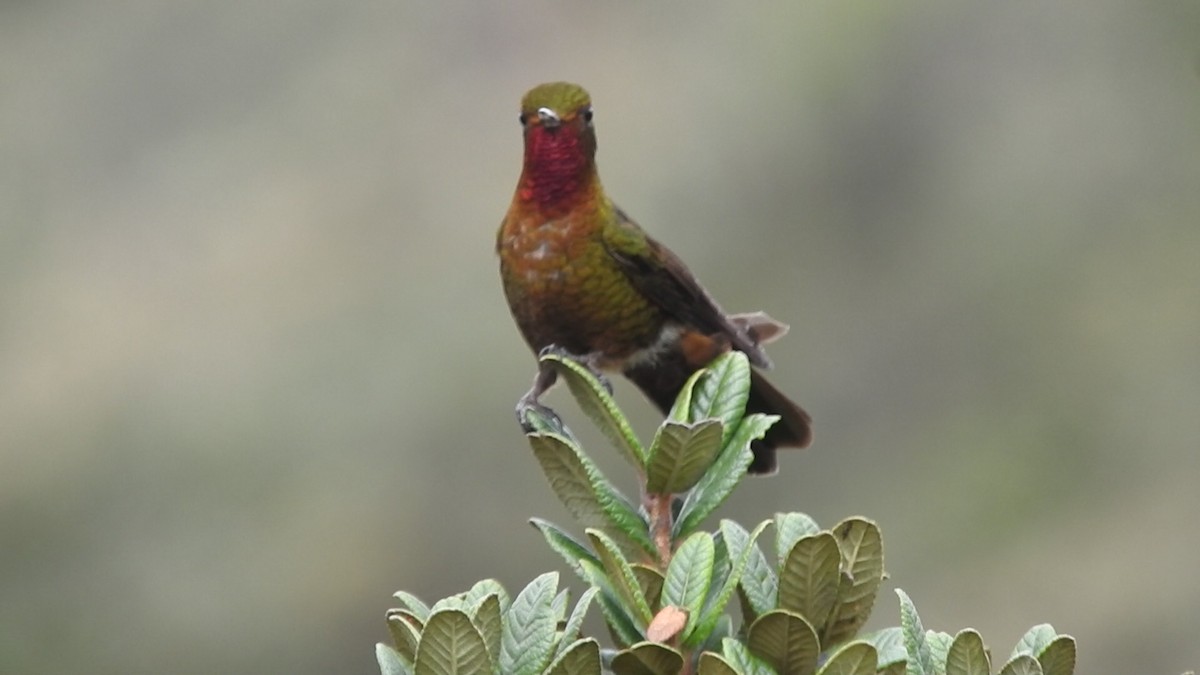 kolibřík rudohrdlý - ML460812841