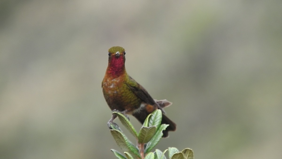 kolibřík rudohrdlý - ML460812861
