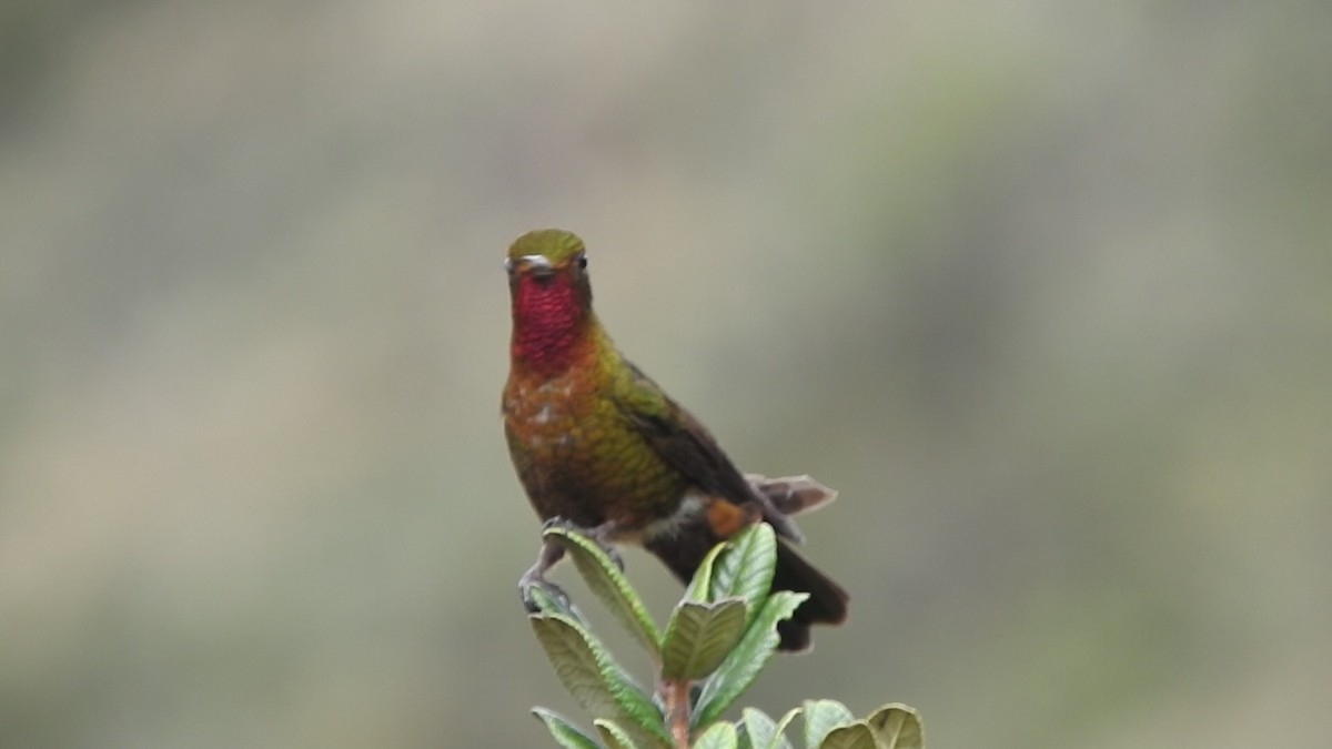 kolibřík rudohrdlý - ML460812871