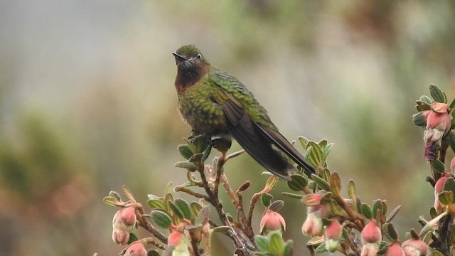 kolibřík rudohrdlý - ML460812921