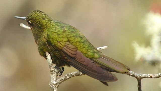 kolibřík rudohrdlý - ML460813071