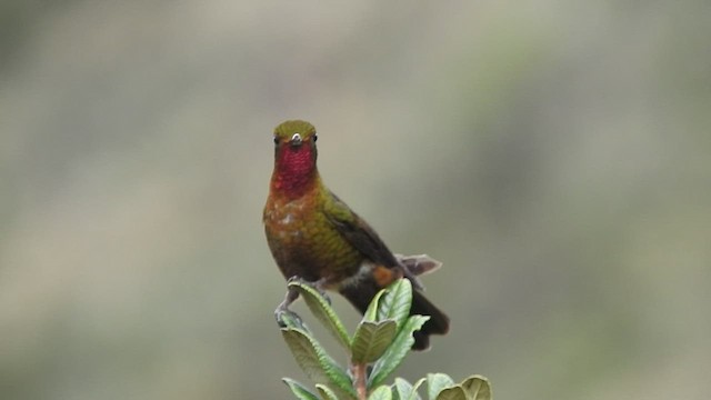 kolibřík rudohrdlý - ML460813081