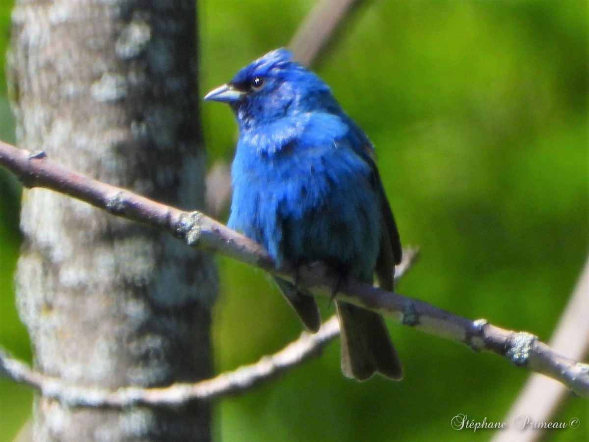 Indigo Bunting - Stéphane Primeau