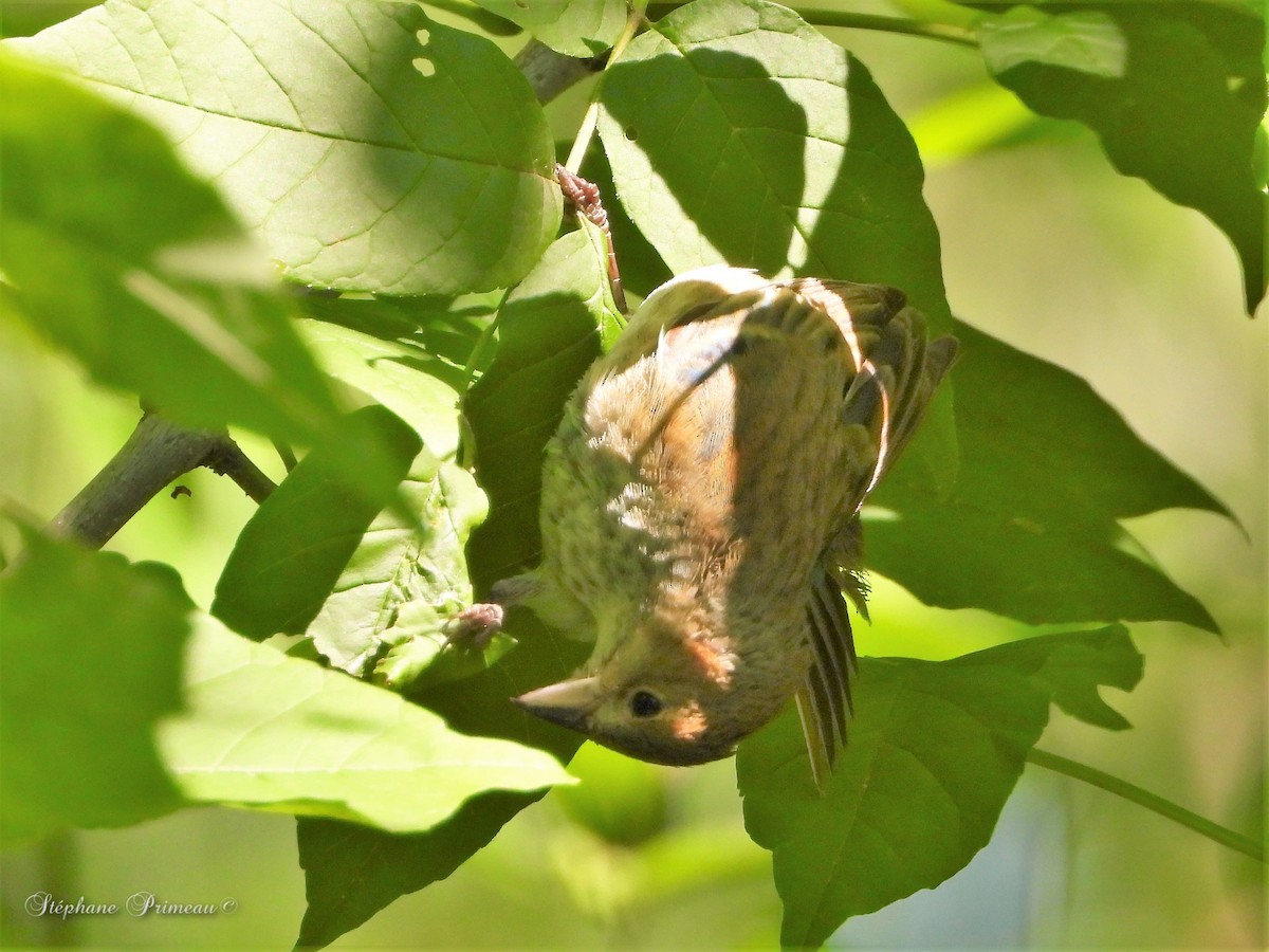 Indigo Bunting - ML460815571