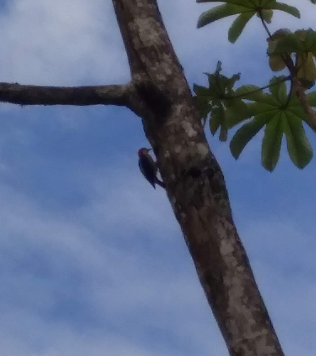 Yellow-fronted Woodpecker - Maíra Luísa Garcia