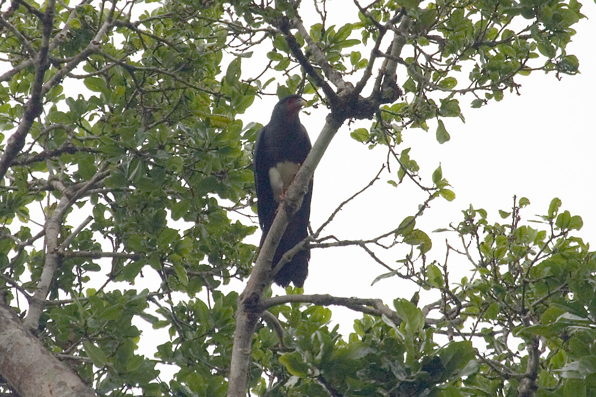 Red-throated Caracara - ML460818071