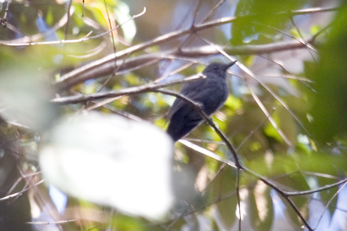 Cinereous Antshrike - ML460818101