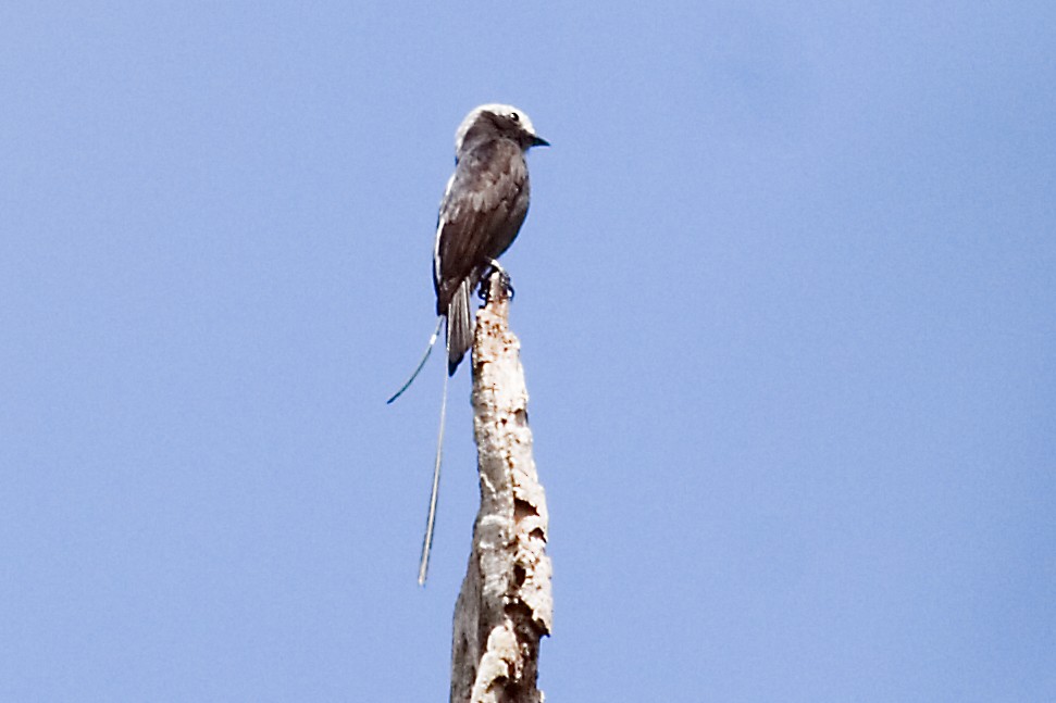 Long-tailed Tyrant - Christopher Sloan