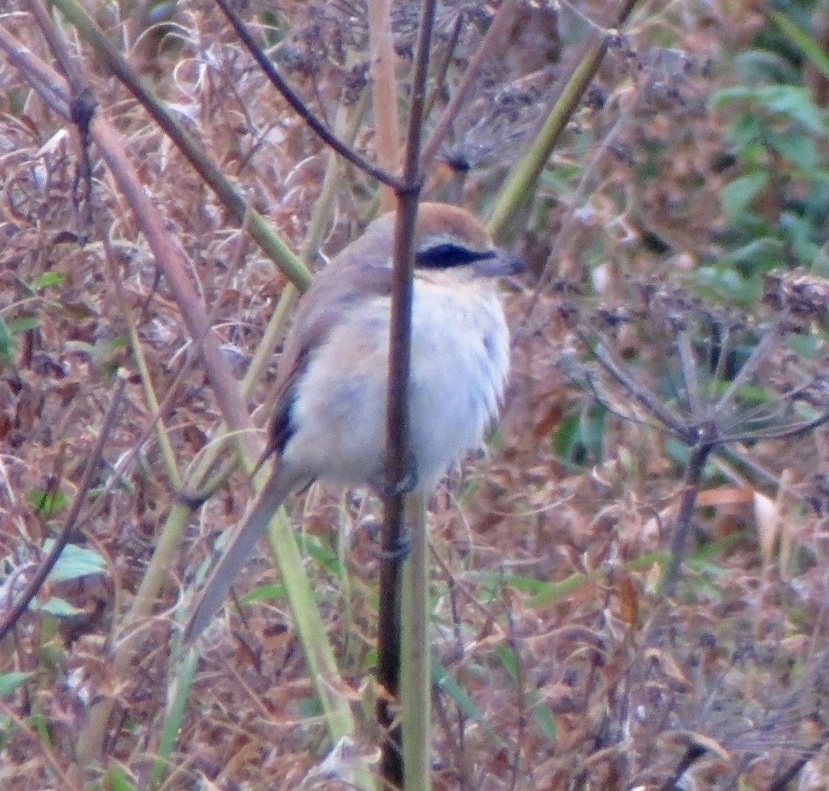 Brown Shrike - ML460818411