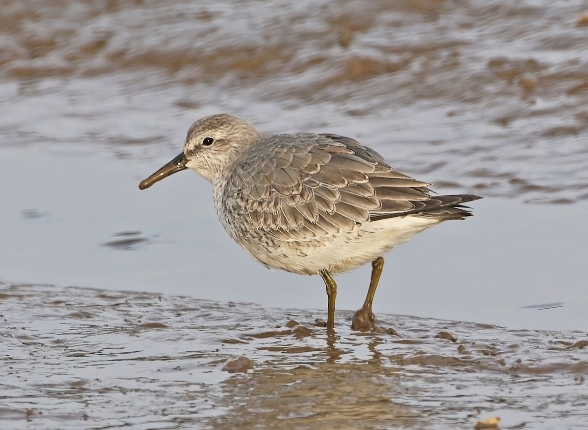 Red Knot - ML460819861