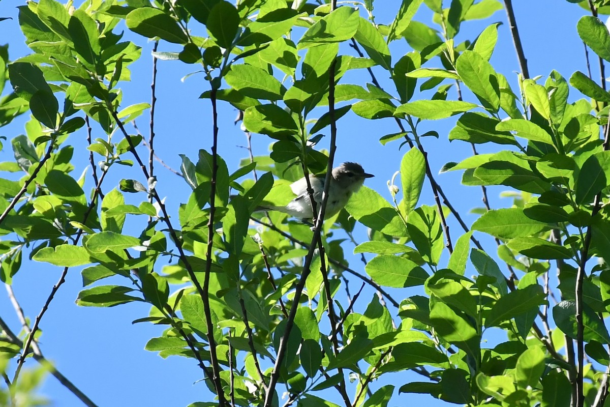 Warbling Vireo - ML460819941