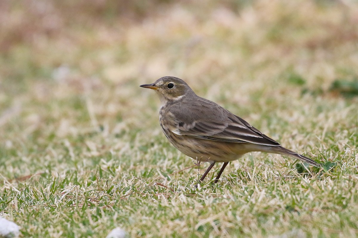 American Pipit - ML460820001