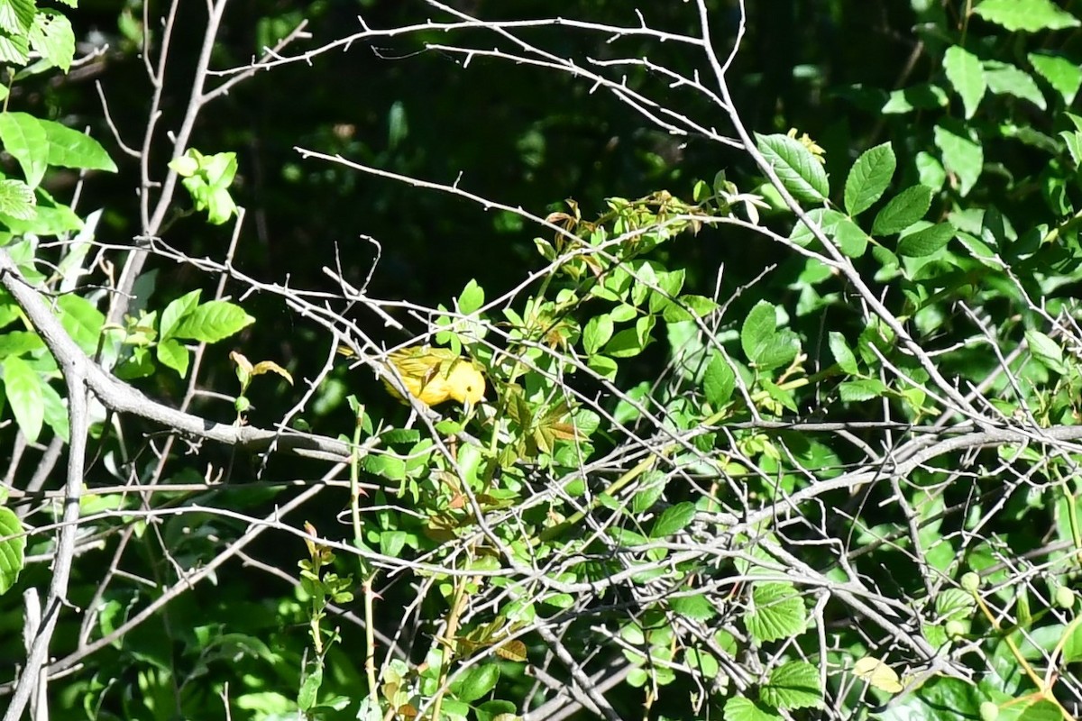Yellow Warbler - ML460820041