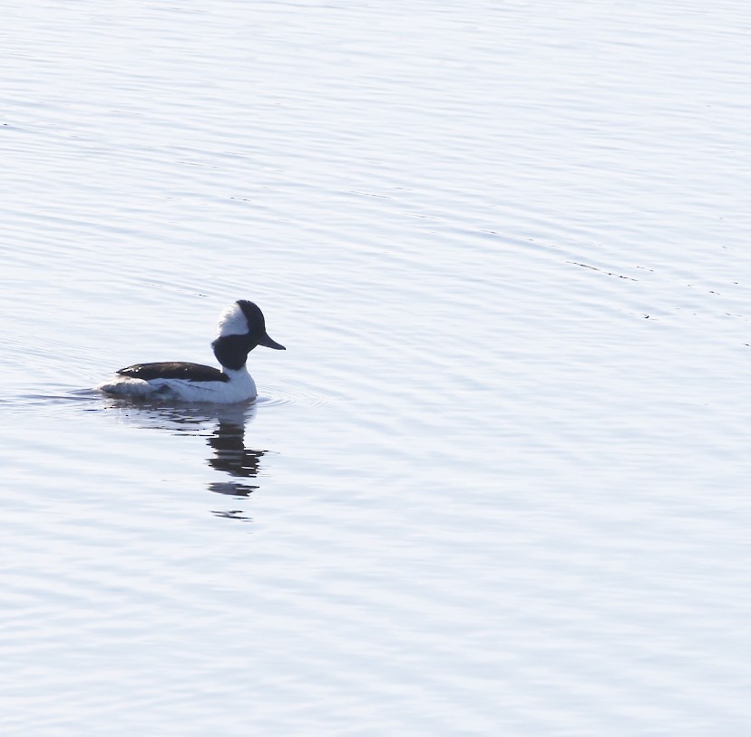 Bufflehead - ML460820541