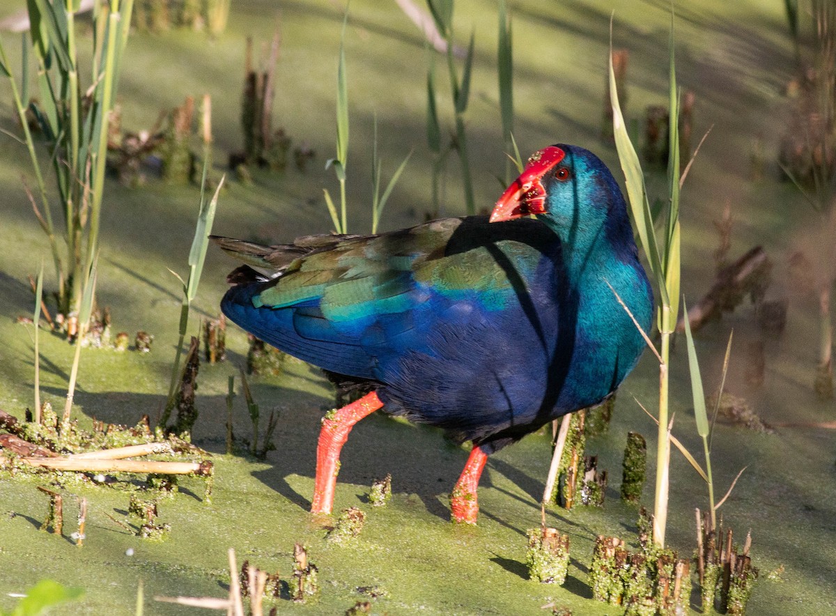 African Swamphen - ML460820831