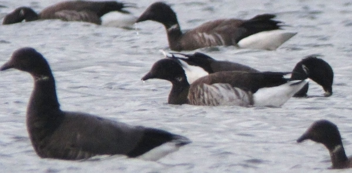 Brant (Atlantic) - ML460821271
