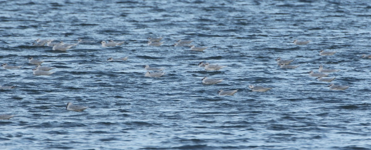 Mediterranean Gull - ML460821691