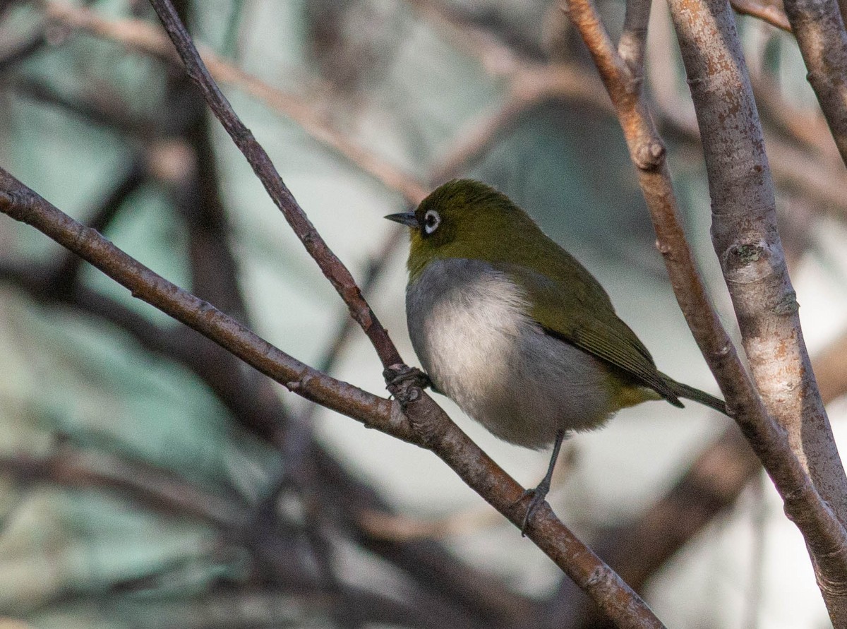 Cape White-eye - Pedro Nicolau