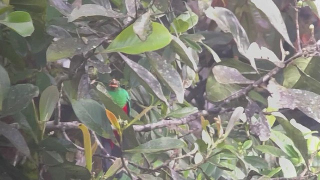 Golden-headed Quetzal - ML460822061