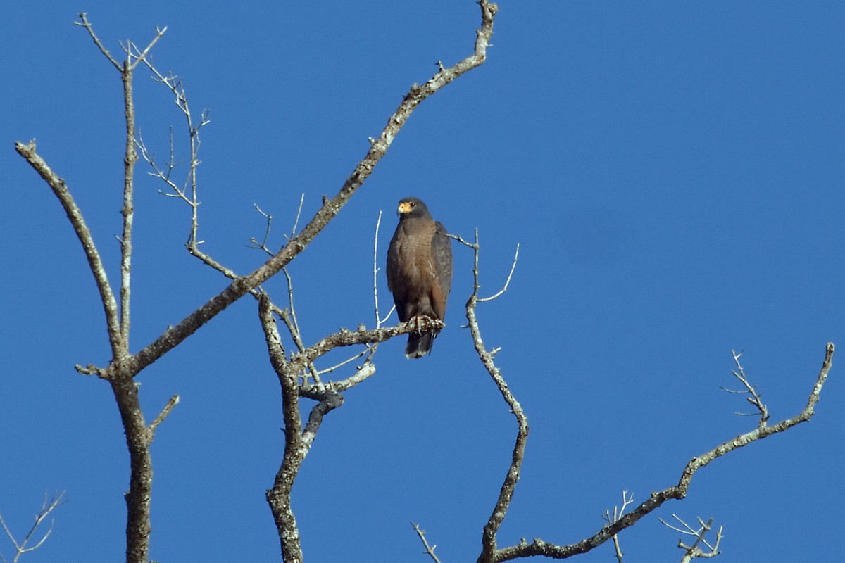 Rufous Crab Hawk - ML460823031