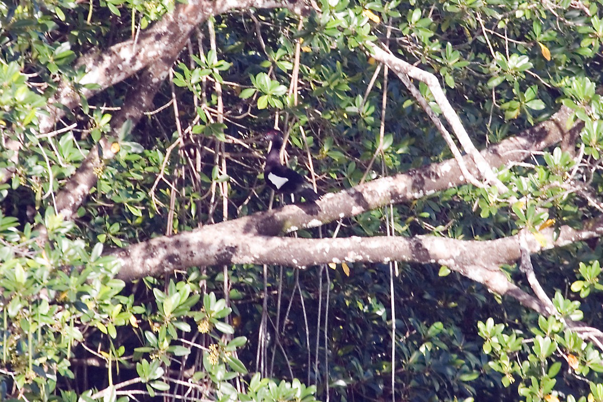 Muscovy Duck - ML460823091