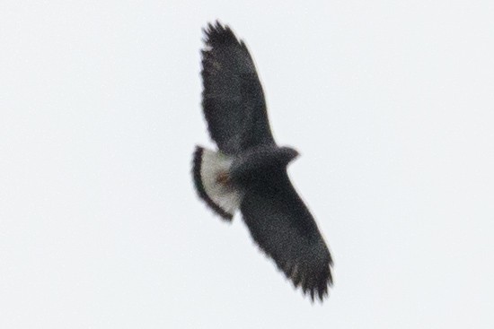 Black-and-chestnut Eagle - Bradley Hacker 🦜