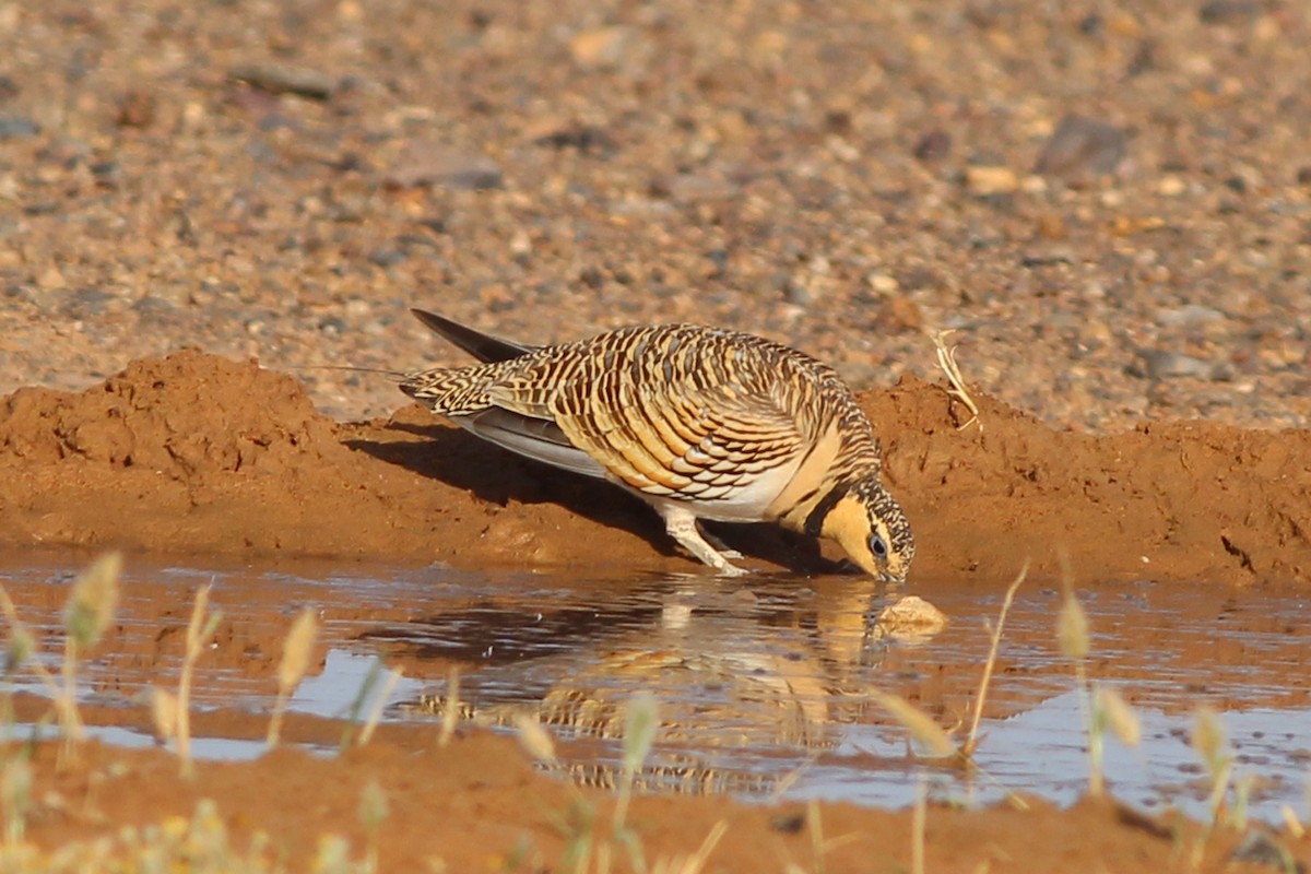 Pin-tailed Sandgrouse - ML460823501