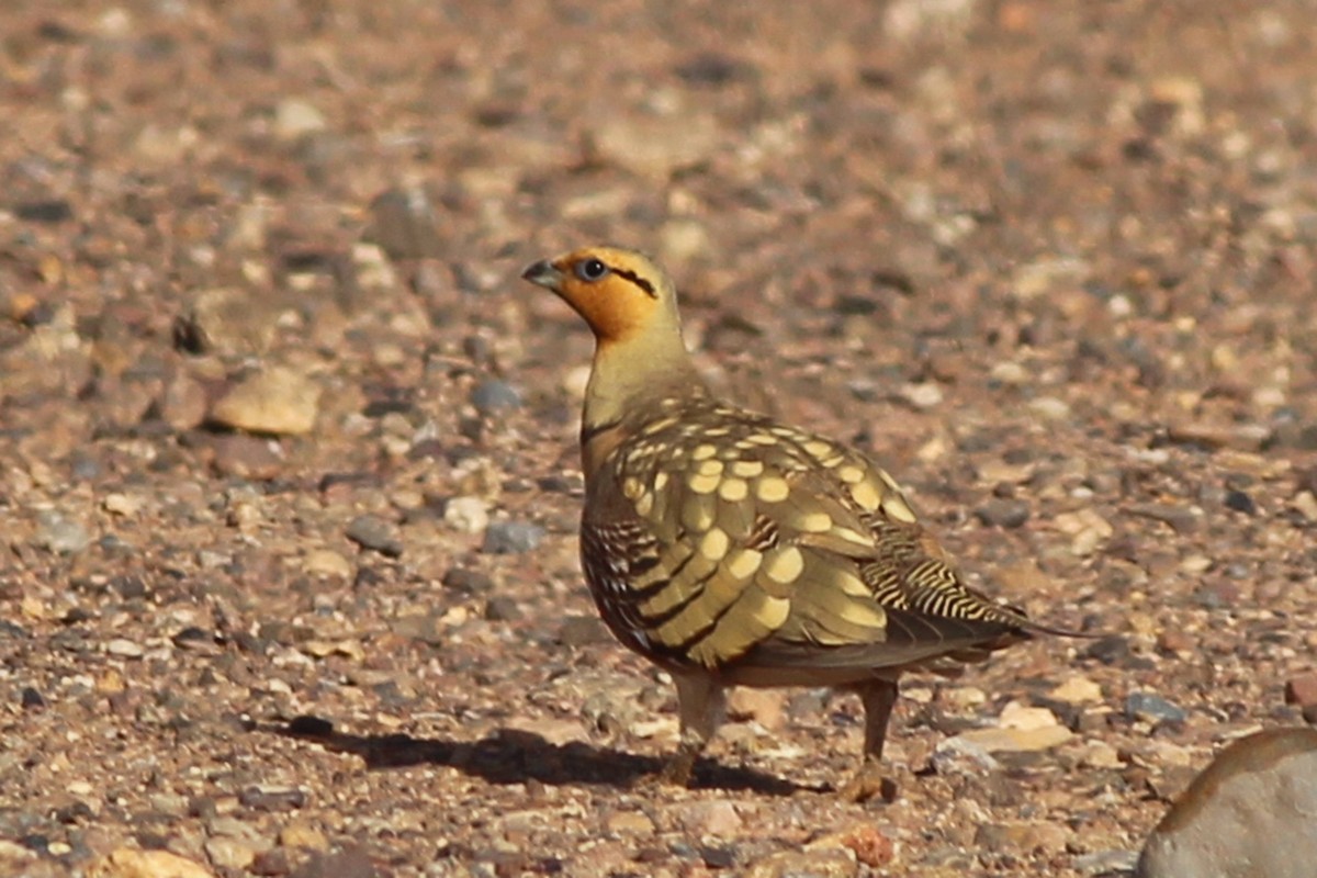 Pin-tailed Sandgrouse - Diane Morton