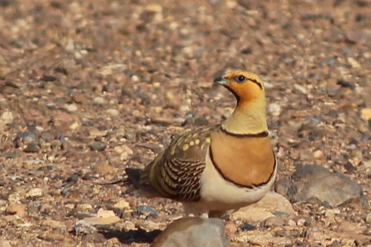 Pin-tailed Sandgrouse - ML460823531