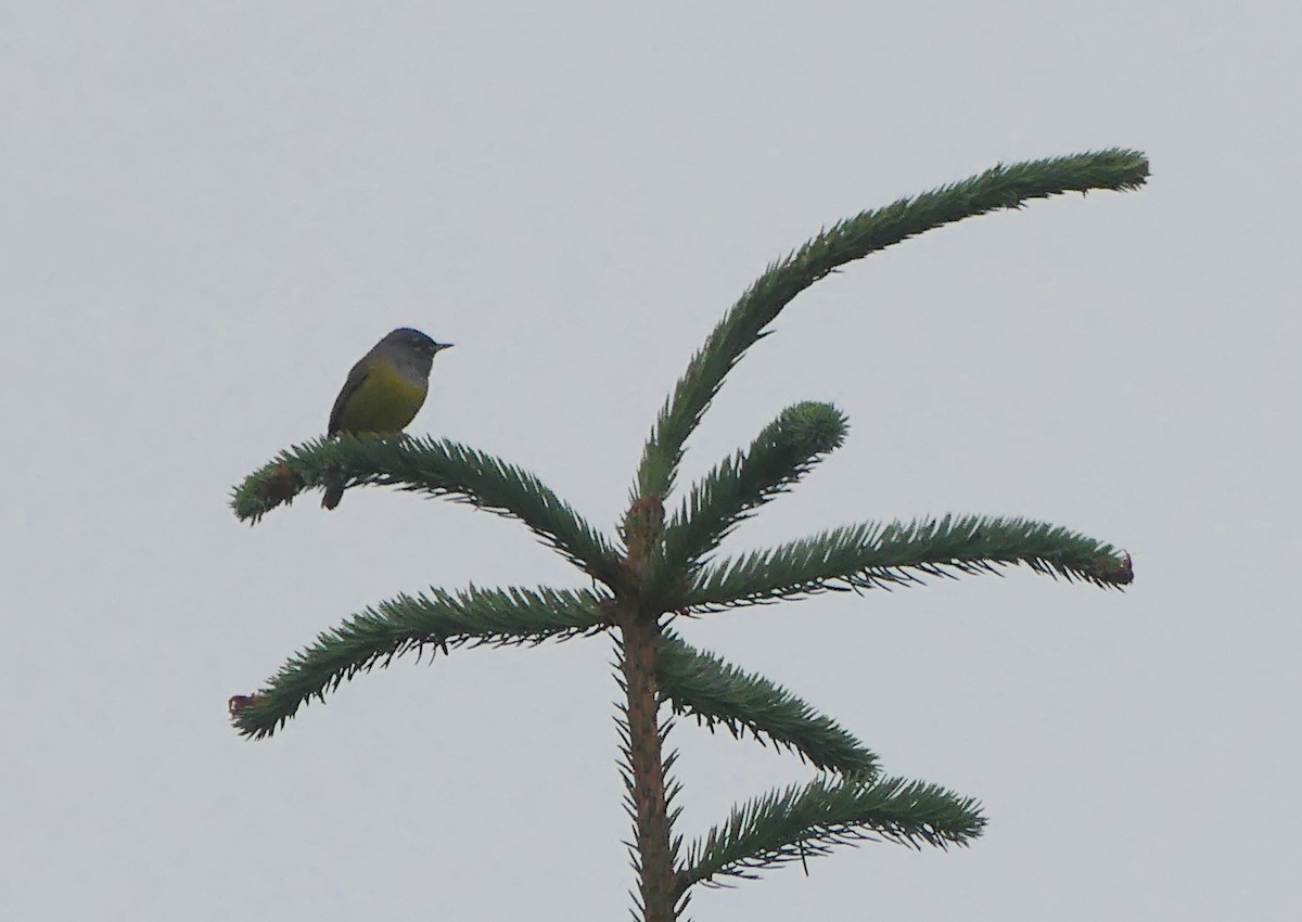 MacGillivray's Warbler - ML460824001