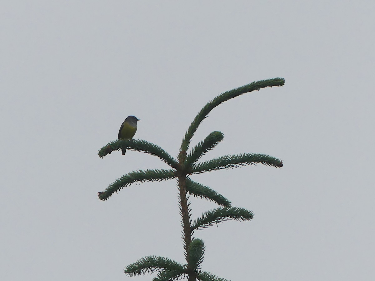 MacGillivray's Warbler - ML460824011