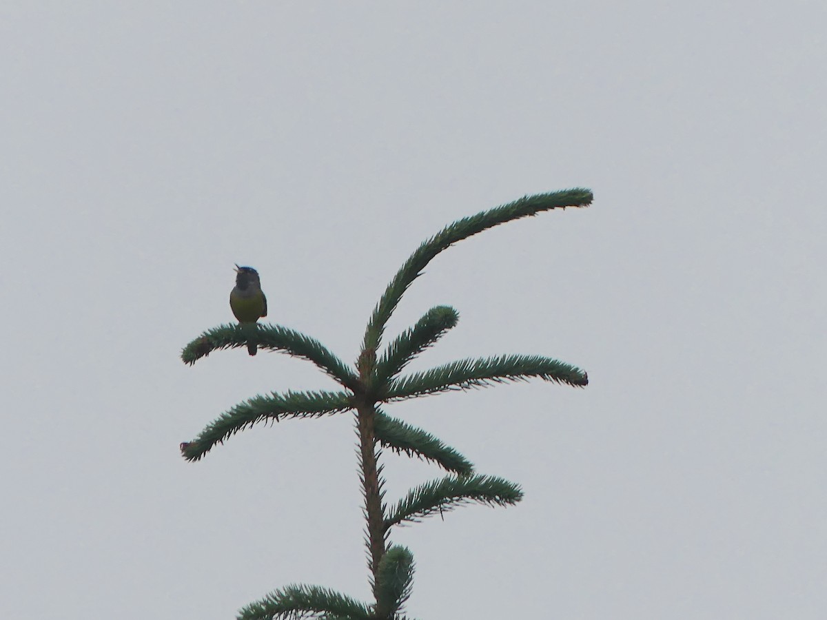 MacGillivray's Warbler - ML460824031