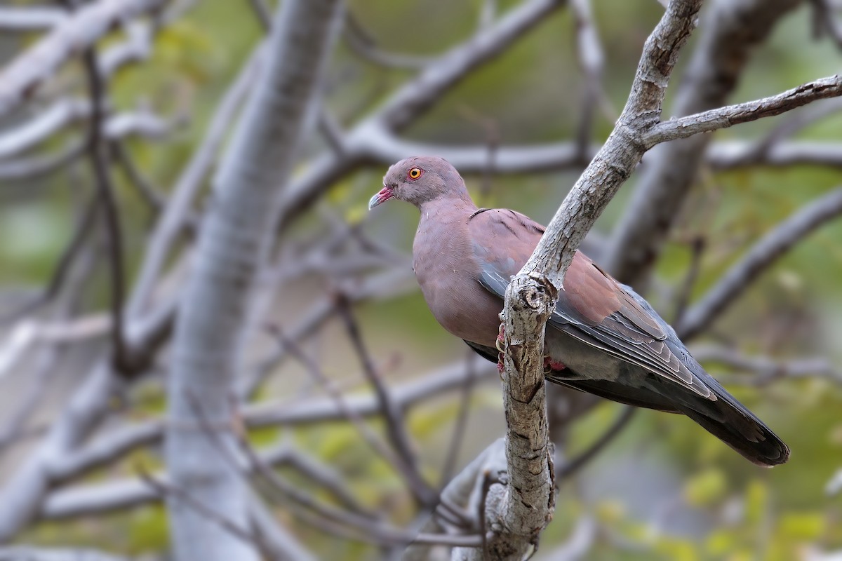 Peruvian Pigeon - ML460824061