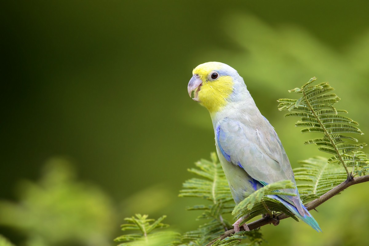 Yellow-faced Parrotlet - Bradley Hacker 🦜