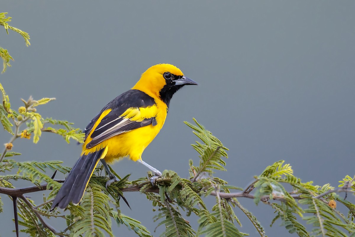 Yellow-tailed Oriole - ML460825121