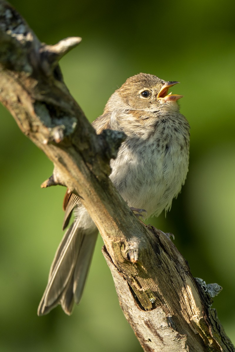 Field Sparrow - Ben Nieman