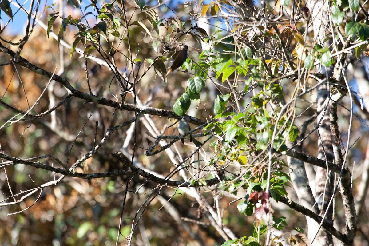 Black-fronted Tyrannulet - ML460827431