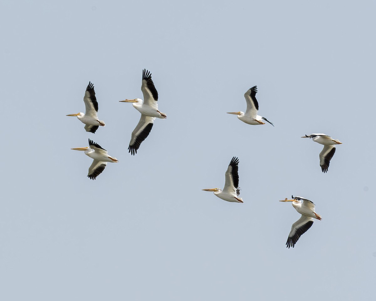 American White Pelican - ML460828121