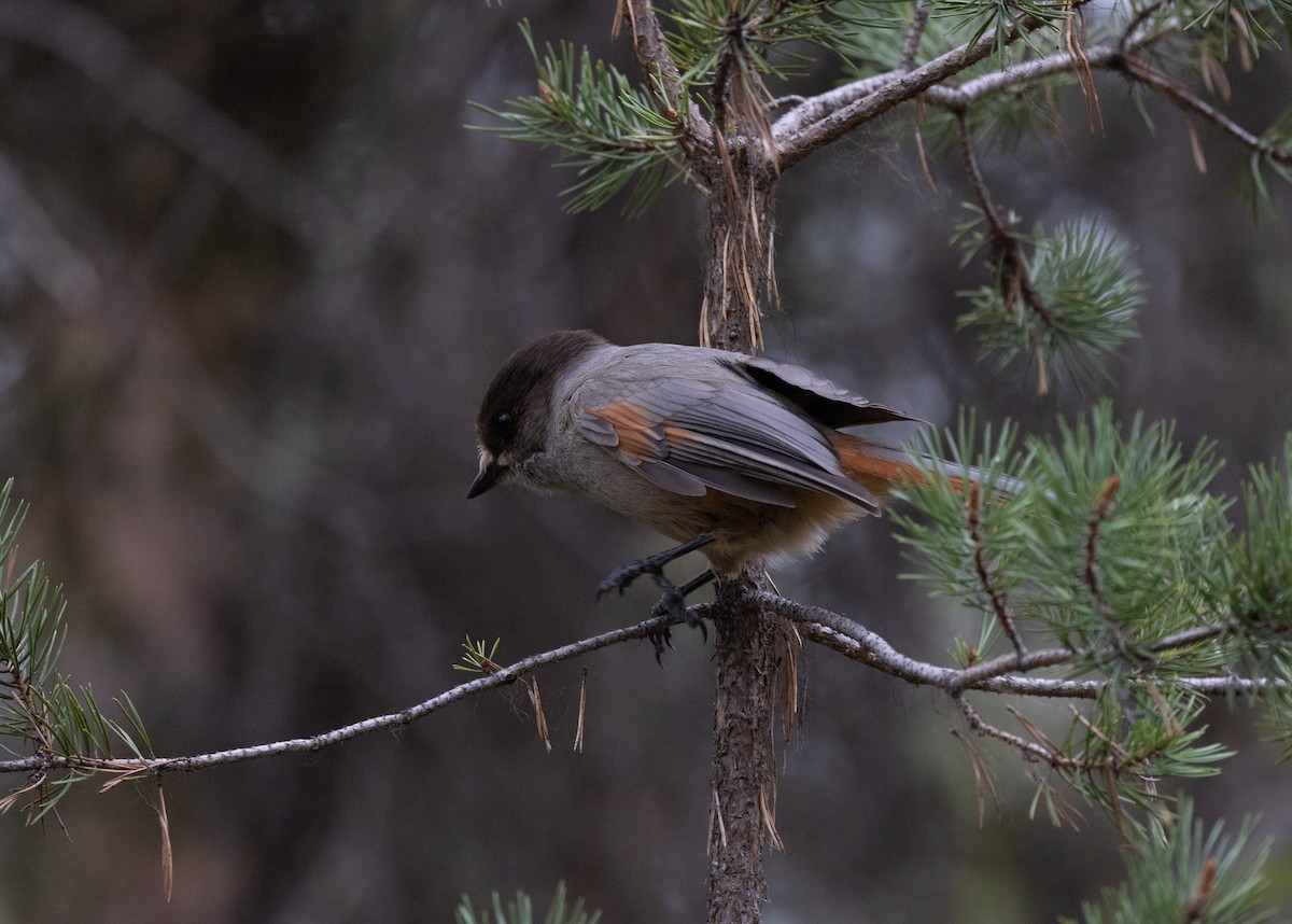 Siberian Jay - ML460829711