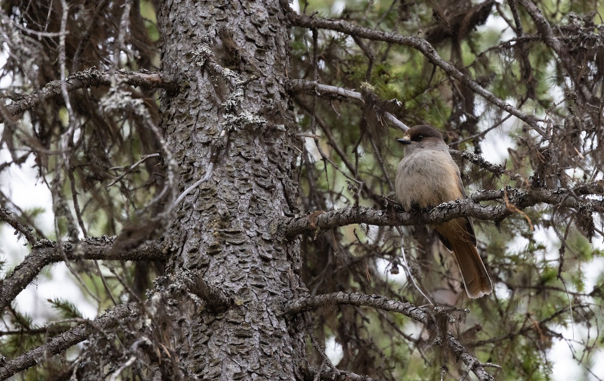 Siberian Jay - ML460829761