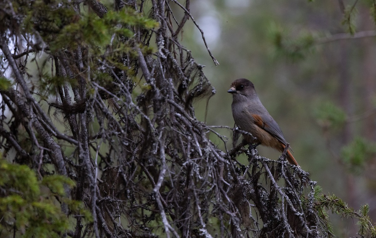 Siberian Jay - ML460829771