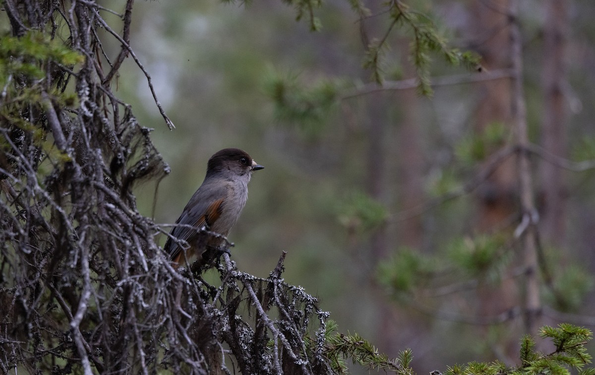 Siberian Jay - ML460829801