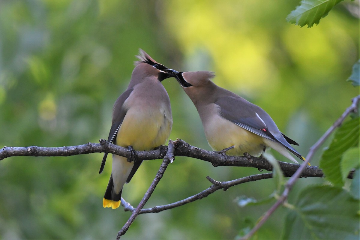 Cedar Waxwing - ML460829991