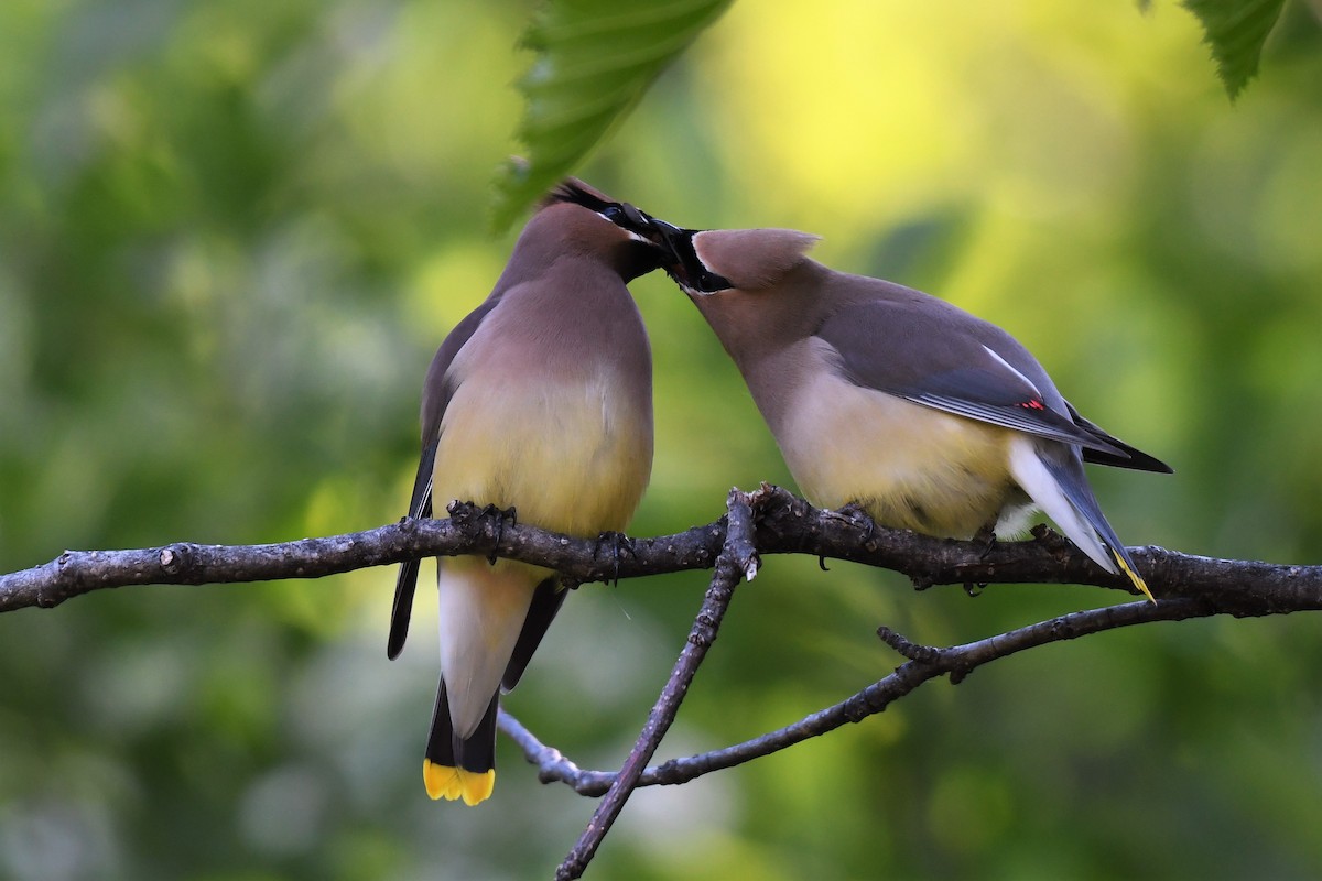 Cedar Waxwing - Kelly Kirkpatrick