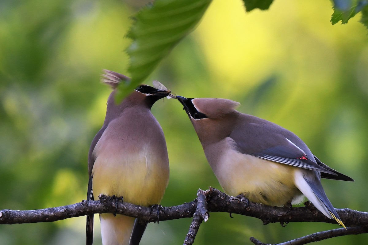 Cedar Waxwing - Kelly Kirkpatrick