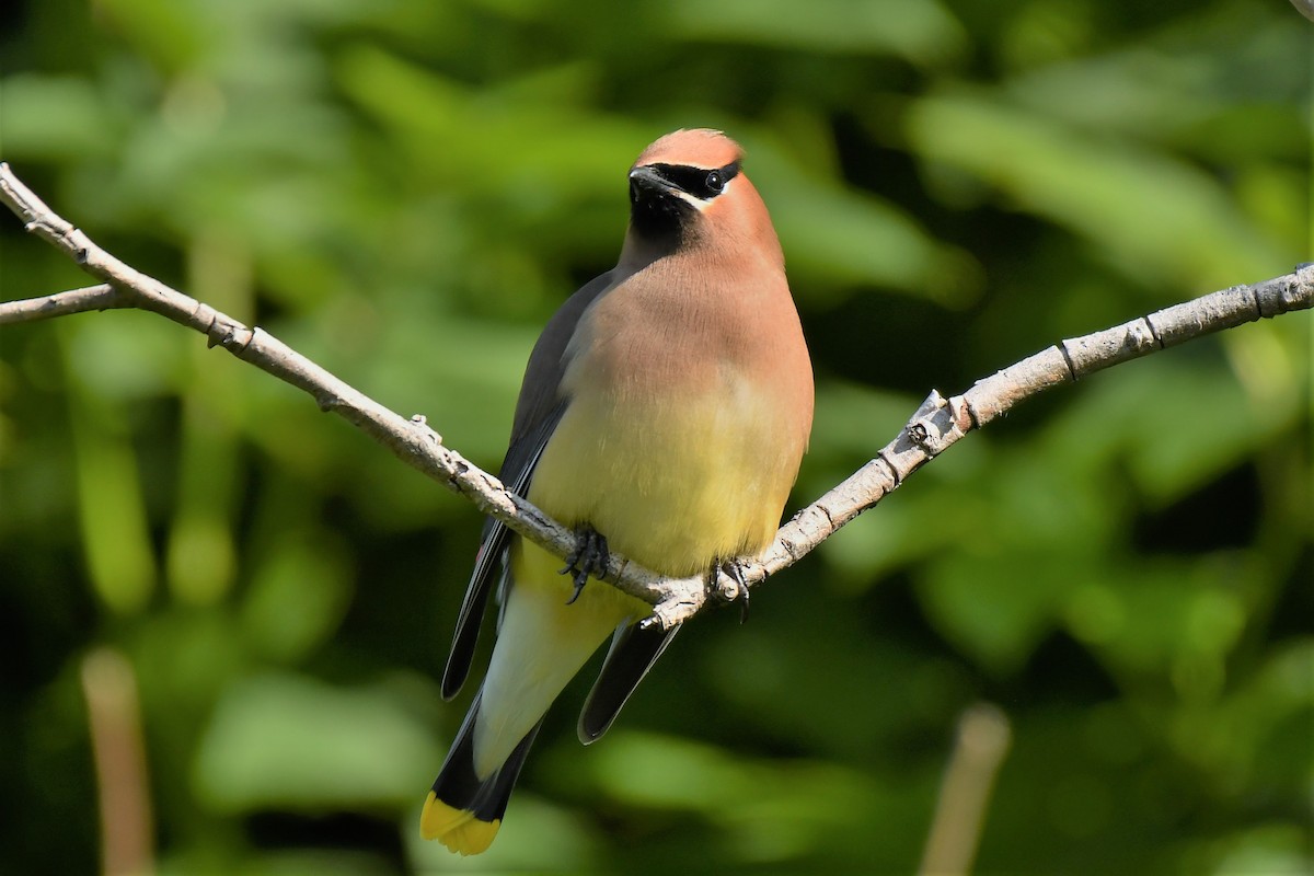 Cedar Waxwing - Kelly Kirkpatrick